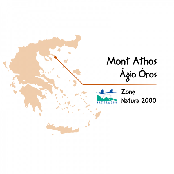 Miel de Pin du Mont Athos en Grèce chez Tresors de la Ruche vue2