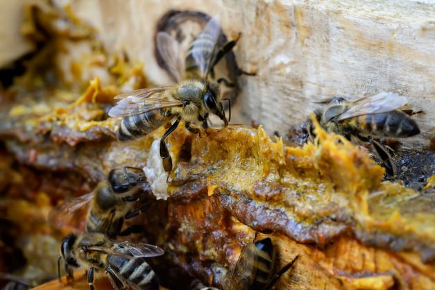 role propolis abeilles ruche