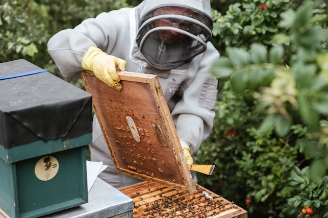 récolte cire d'abeille - bougie artisanale française