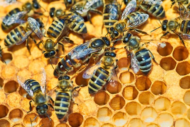 gelée royale secret croissance reine abeilles