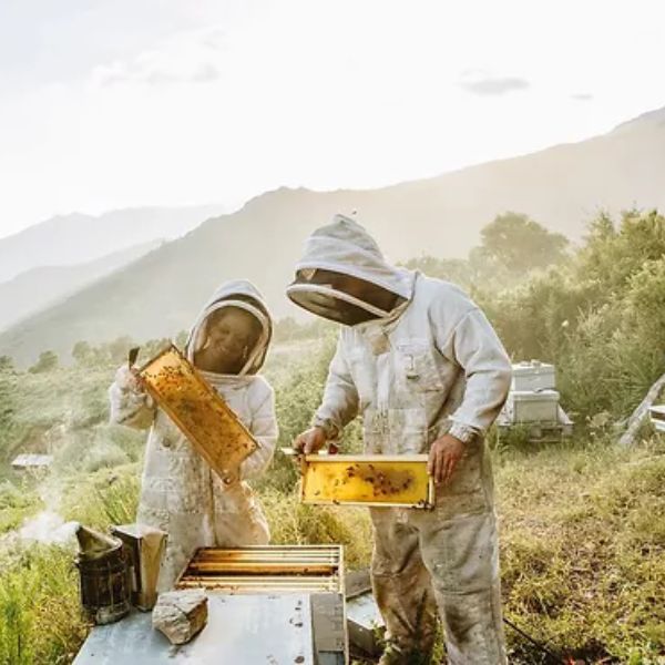 Producteurs de Miel de Corse OCA NERA